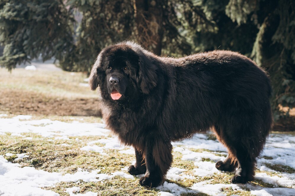 big black dog outside park 1303 13577