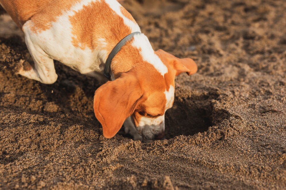 cute dog digging sand 23 2148518347